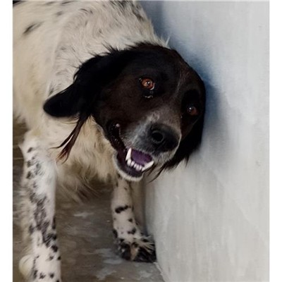 Comune di Berchidda - 380260044248758