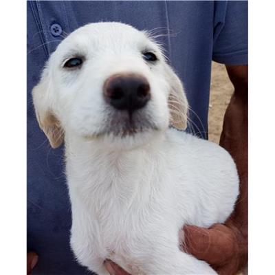 Comune di Siniscola - Cane - Microchip 380260040739321