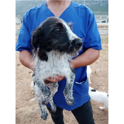 Comune di Siniscola - 380260040738912