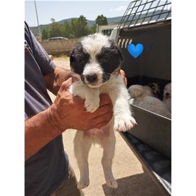 Comune di Siniscola - Cane - Microchip 380260040740840