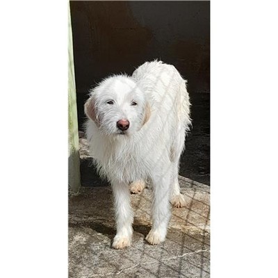 Comune di Siniscola - 380260040738913