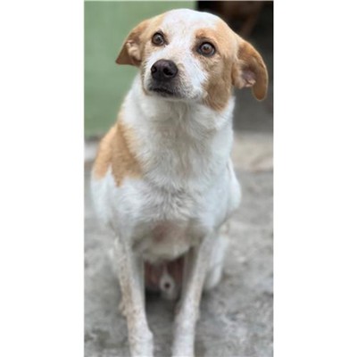 Comune di Torpè - convenzione 2021 - 380260043897235