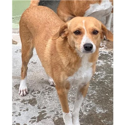 Comune di Torpè - convenzione 2021 - 380260043900103