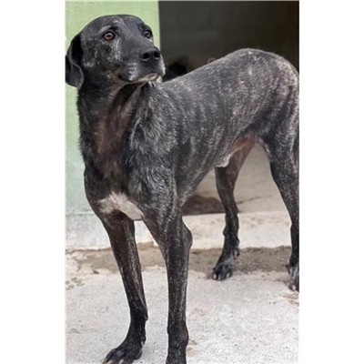 Comune di Siniscola - 380260044248457