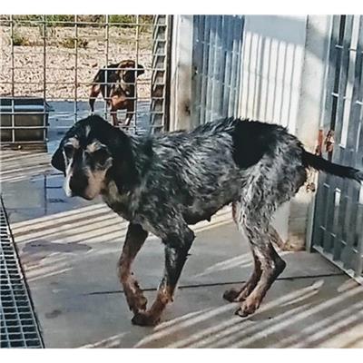 Comune di Orosei - Cane - Microchip 380260044249020