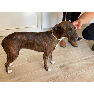 Comune di Siniscola - Cane - Microchip 380260044249044