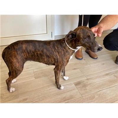 Comune di Siniscola - 380260044249044