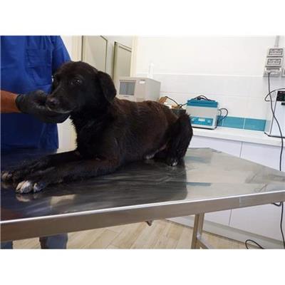 Comune di Siniscola - Cane - Microchip 