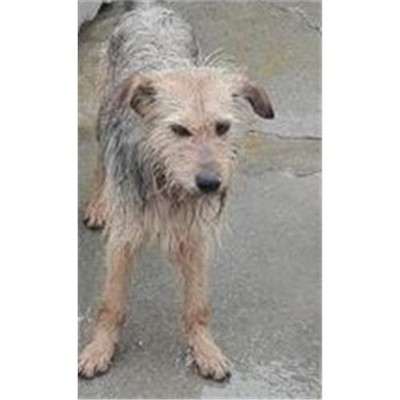 Comune di Siniscola - 380260040993380