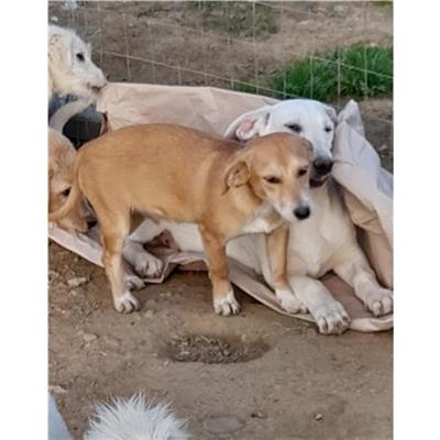 Comune di Siniscola - Cane - Microchip 380260170046402