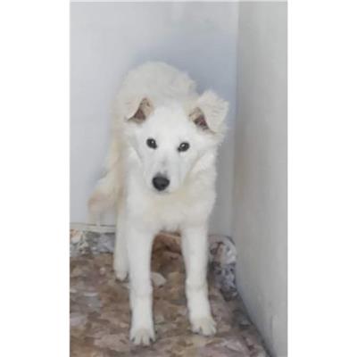 Comune di Orosei - Cane - Microchip 380260043362351
