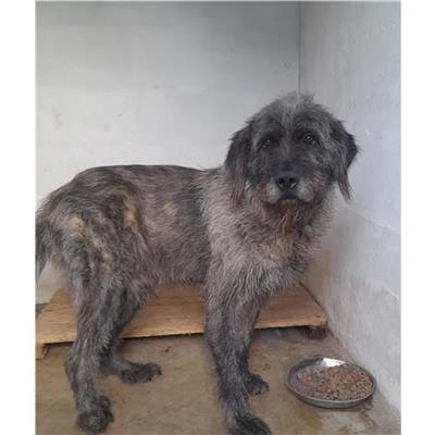 Comune di Budoni - Cane - Microchip 380260043335177
