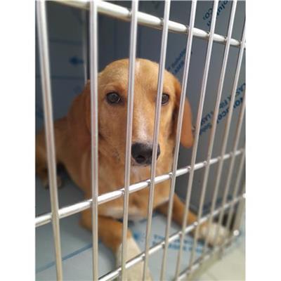Comune di Loiri Porto San Paolo - Cane - Microchip 380260044942680