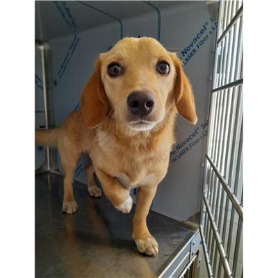 Comune di Loiri Porto San Paolo - Cane - Microchip 380260044942710