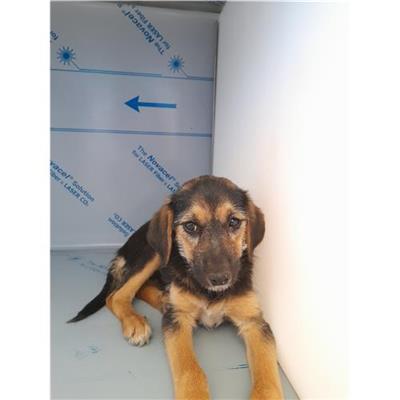 Comune di Telti  - Cane - Microchip 