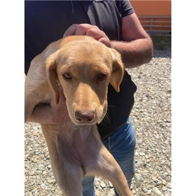 Comune di Budoni - Cane - Microchip 380260044942583