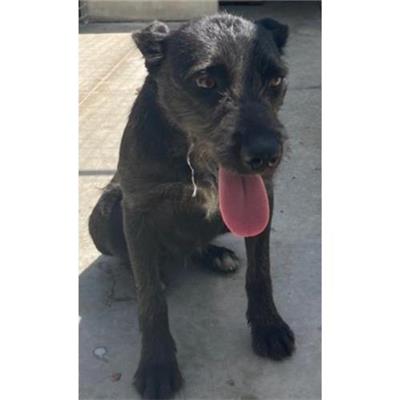 Comune di Budoni - Cane - Microchip 