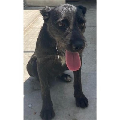 Comune di Budoni - 380260170046752