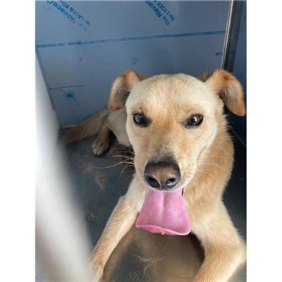 Comune di Budoni - 380260044942812