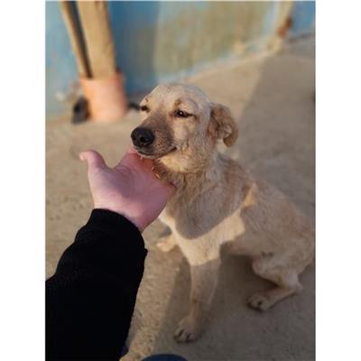 Comune di Siniscola - Cane - Microchip 380260043256876