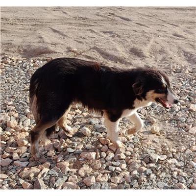 Comune di Siniscola - Cane - Microchip 380260043375090