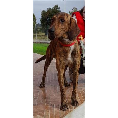 Comune di Loiri Porto San Paolo - Cane - Microchip 380260004618759