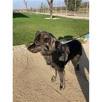 Comune di Budoni - 380260004618755