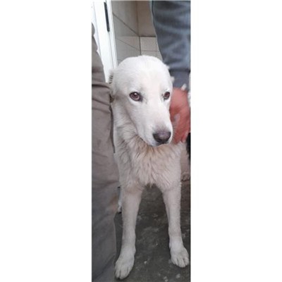 Comune di Ploaghe - 380260004620820