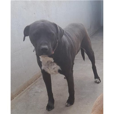 Comune di Siniscola - 380260043375384