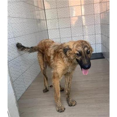 Comune di Siniscola - Cane - Microchip 380260043374912