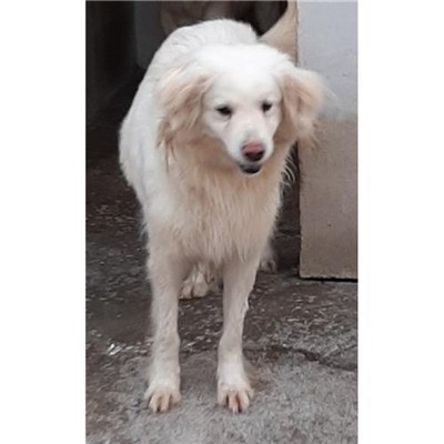 Comune di Siniscola - 380260041015781