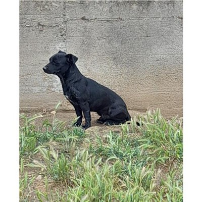 Comune di Siniscola - 380260004620571