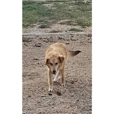 Comune di Siniscola - Cane - Microchip 380260004620575