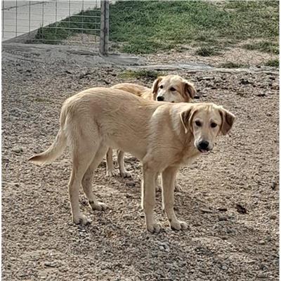 Comune di Siniscola - Cane - Microchip 380260004620574