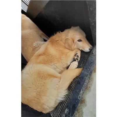 Comune di Siniscola - Cane - Microchip 380260004620570