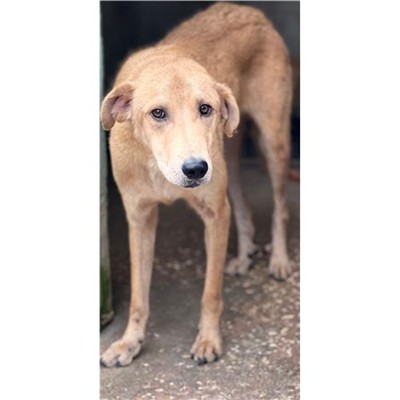 Comune di Siniscola - 380260004620570