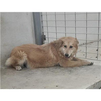 Comune di Siniscola - 380260004620577