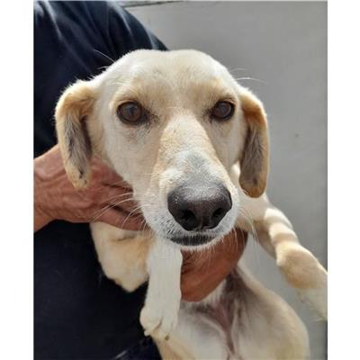 Comune di Siniscola - Cane - Microchip 380260044249342