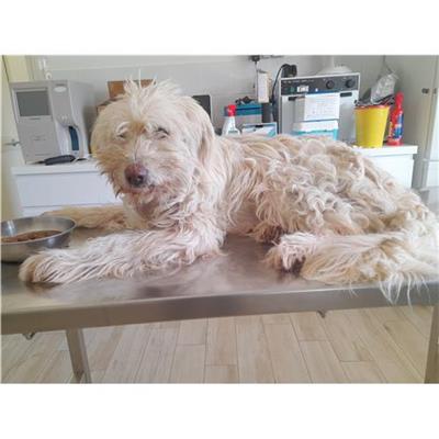 Comune di Siniscola - Cane - Microchip 380260004620585