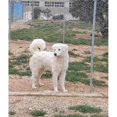 Comune di Siniscola - Cane - Microchip 380260044248936