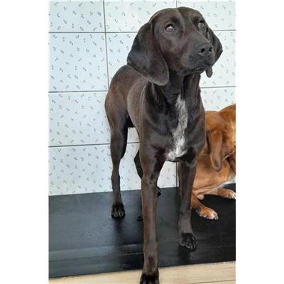 Comune di Telti  - Cane - Microchip 380260044249013