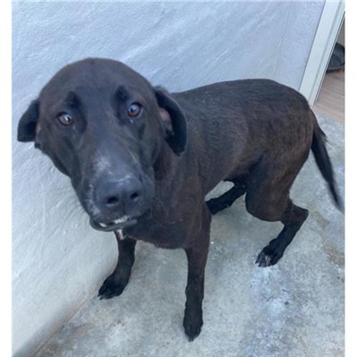 Comune di Telti - 380260044248445