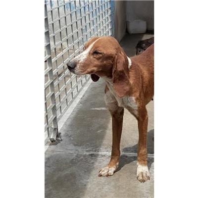 Comune di Siniscola - Cane - Microchip 380260044248662